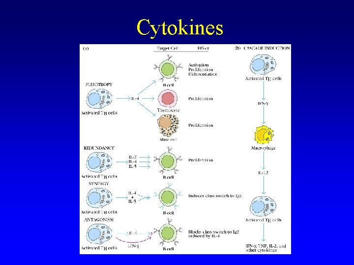 Cytokines 