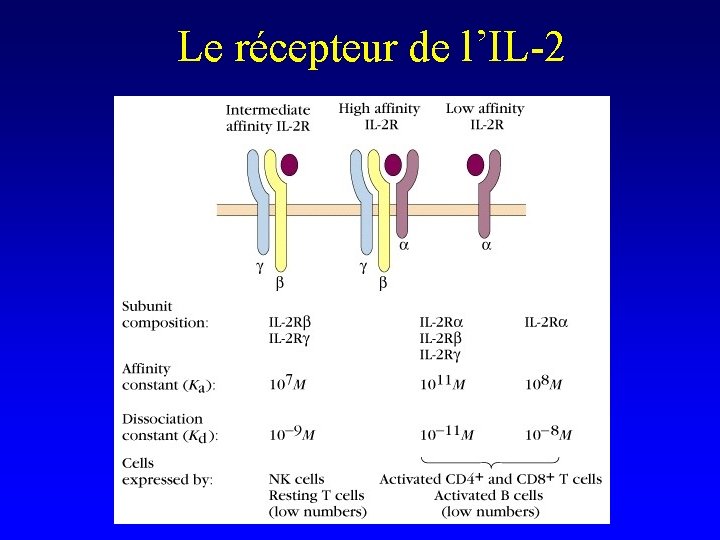 Le récepteur de l’IL-2 