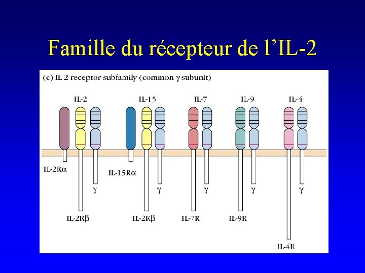 Famille du récepteur de l’IL-2 