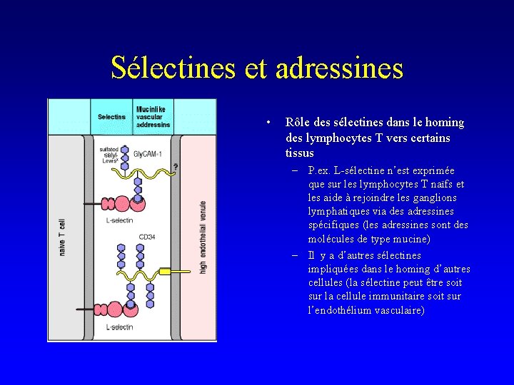 Sélectines et adressines • Rôle des sélectines dans le homing des lymphocytes T vers