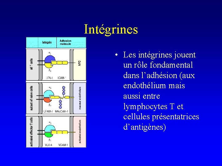 Intégrines • Les intégrines jouent un rôle fondamental dans l’adhésion (aux endothélium mais aussi