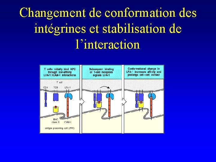 Changement de conformation des intégrines et stabilisation de l’interaction 