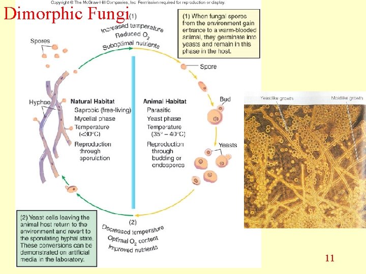 Dimorphic Fungi 11 