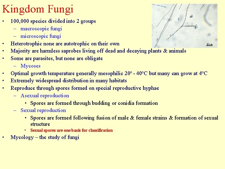 Kingdom Fungi • • 100, 000 species divided into 2 groups – macroscopic fungi