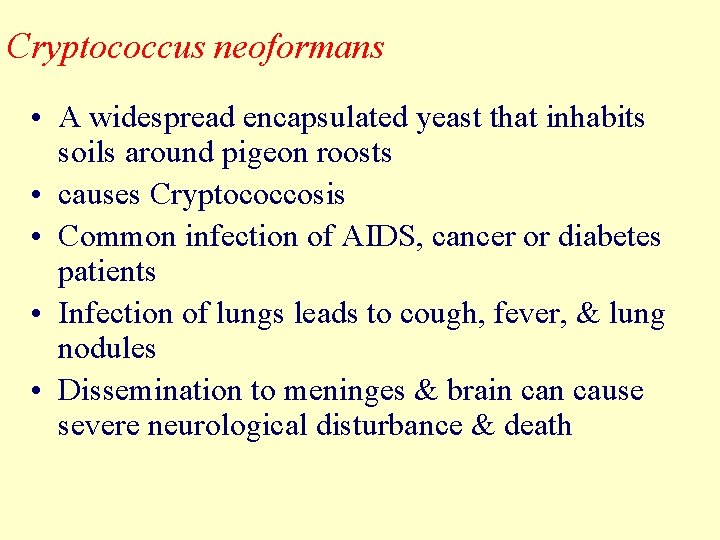 Cryptococcus neoformans • A widespread encapsulated yeast that inhabits soils around pigeon roosts •