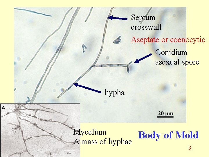 Septum crosswall Aseptate or coenocytic Conidium asexual spore hypha Mycelium A mass of hyphae