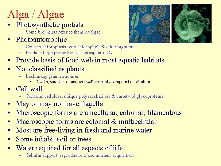 Alga / Algae • Photosynthetic protists – Some biologists refer to them as algae