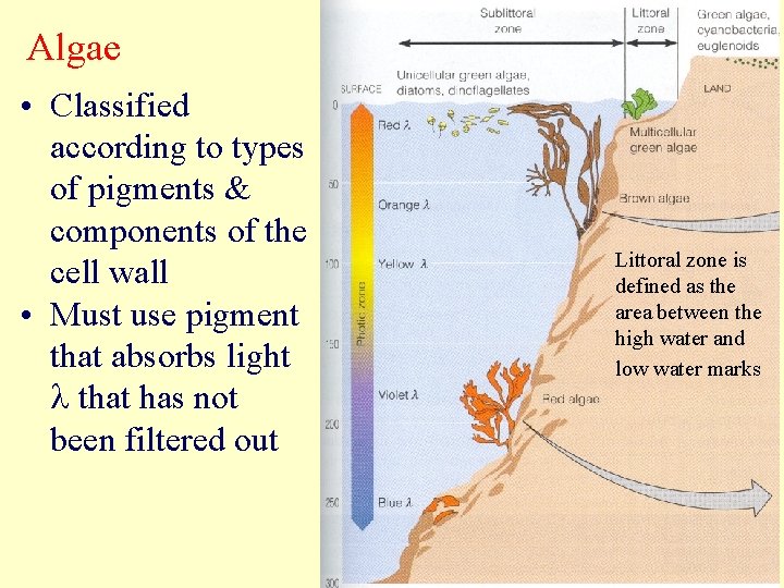 Algae • Classified according to types of pigments & components of the cell wall