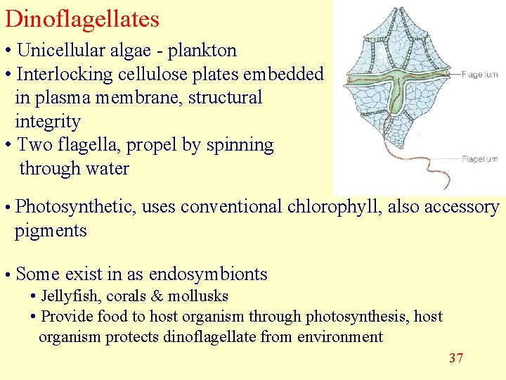 Dinoflagellates • Unicellular algae - plankton • Interlocking cellulose plates embedded in plasma membrane,