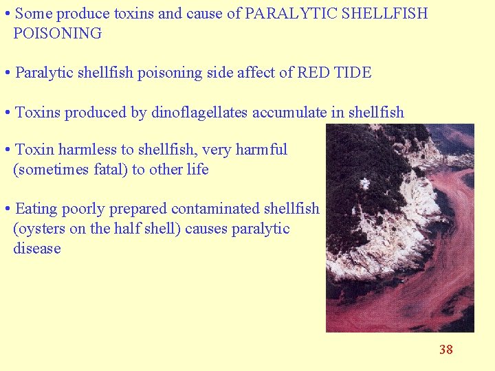  • Some produce toxins and cause of PARALYTIC SHELLFISH POISONING • Paralytic shellfish