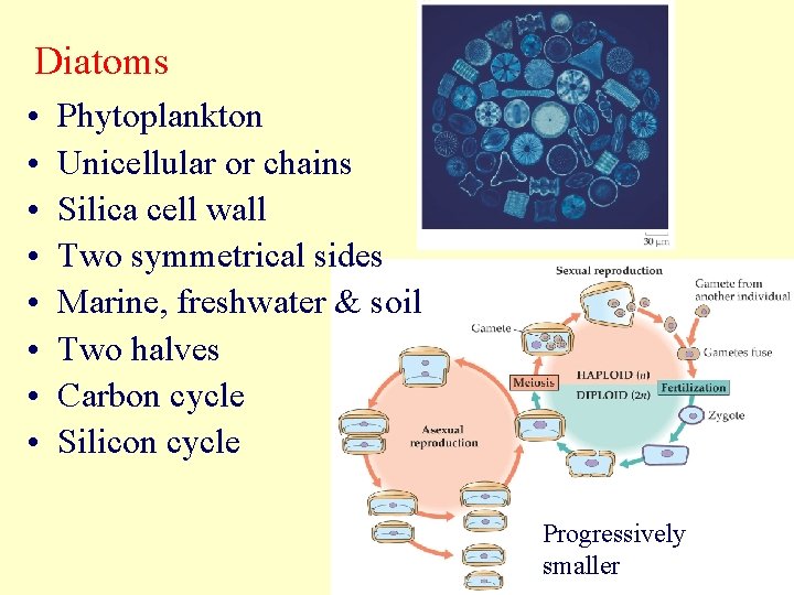 Diatoms • • Phytoplankton Unicellular or chains Silica cell wall Two symmetrical sides Marine,