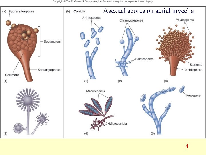 Asexual spores on aerial mycelia 4 