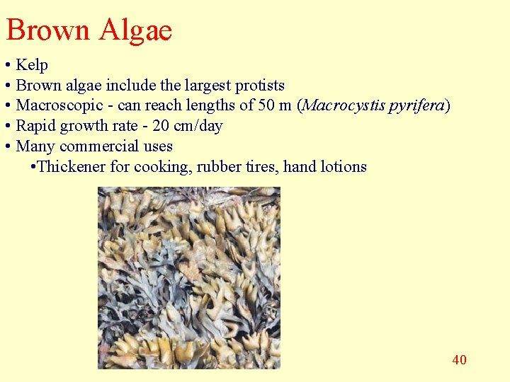 Brown Algae • Kelp • Brown algae include the largest protists • Macroscopic -