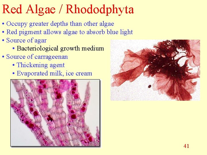 Red Algae / Rhododphyta • Occupy greater depths than other algae • Red pigment