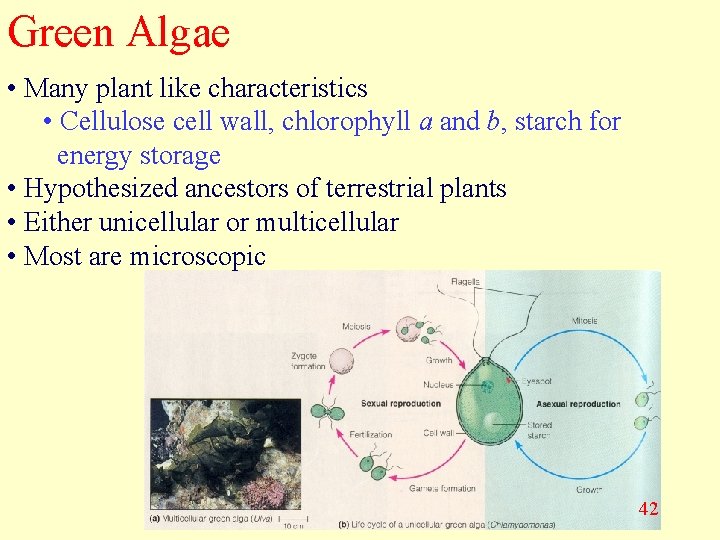 Green Algae • Many plant like characteristics • Cellulose cell wall, chlorophyll a and