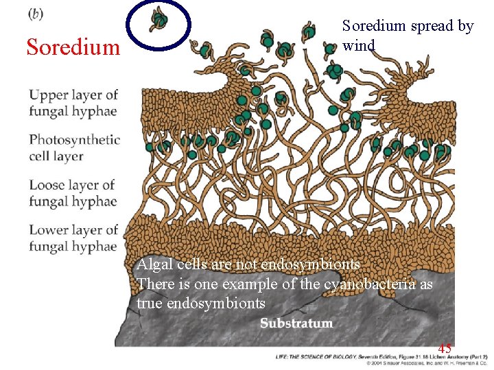 Soredium spread by wind Algal cells are not endosymbionts There is one example of