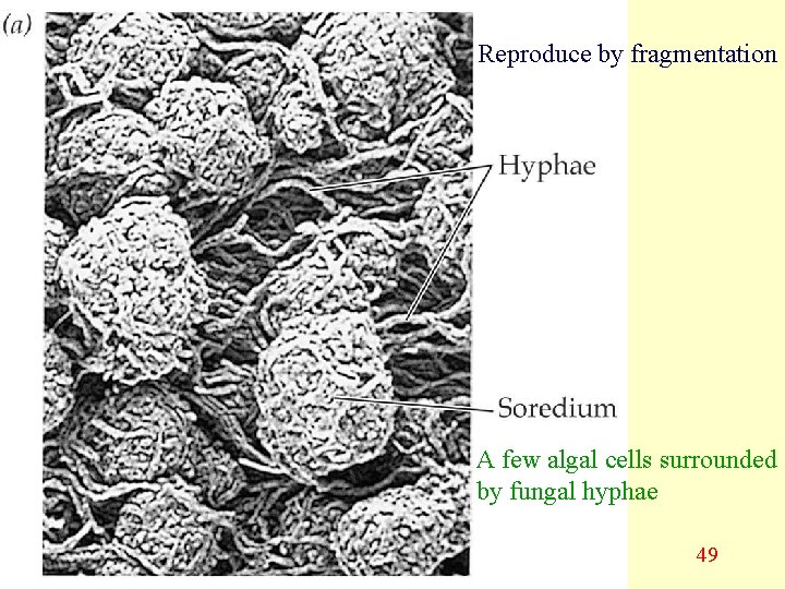 Reproduce by fragmentation A few algal cells surrounded by fungal hyphae 49 