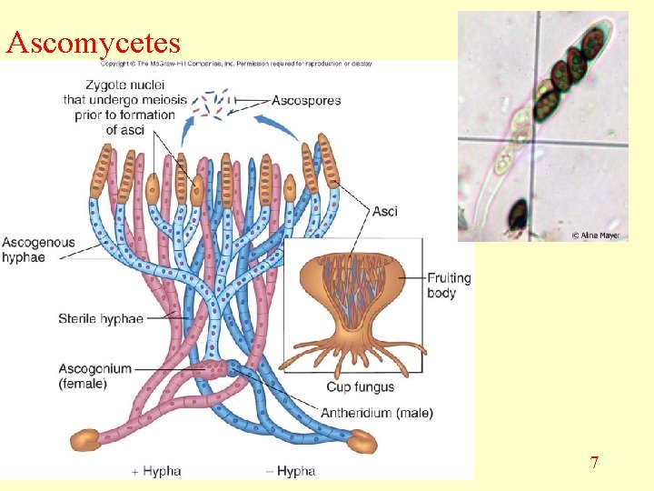 Ascomycetes 7 