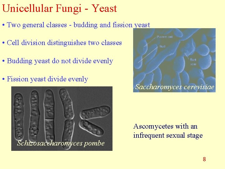 Unicellular Fungi - Yeast • Two general classes - budding and fission yeast •