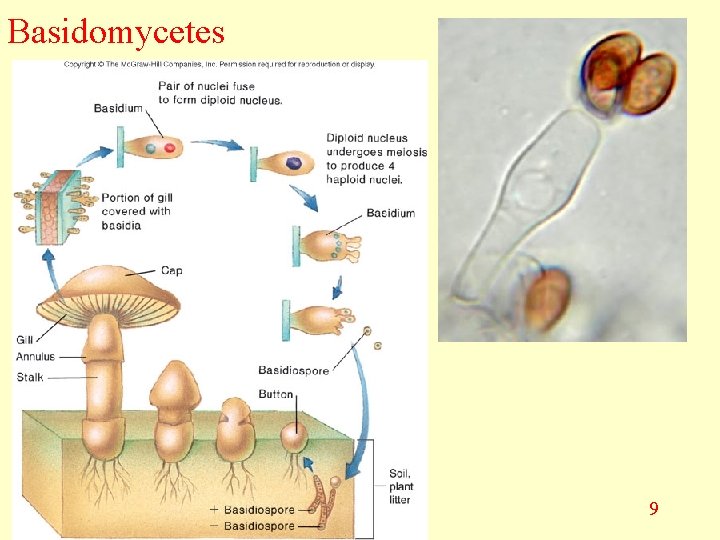 Basidomycetes 9 