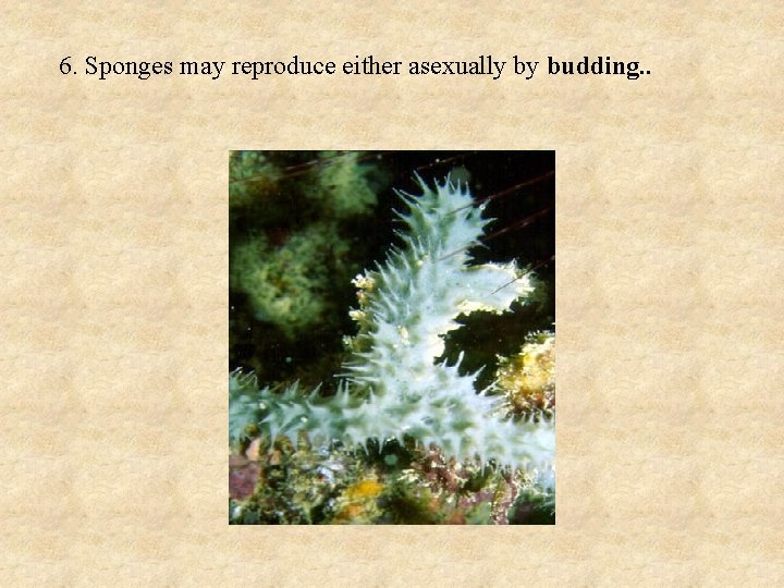6. Sponges may reproduce either asexually by budding. . 