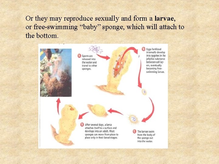 Or they may reproduce sexually and form a larvae, or free-swimming “baby” sponge, which