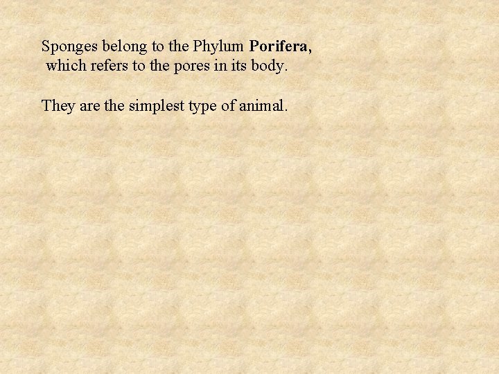 Sponges belong to the Phylum Porifera, which refers to the pores in its body.