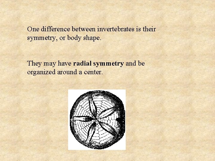 One difference between invertebrates is their symmetry, or body shape. They may have radial