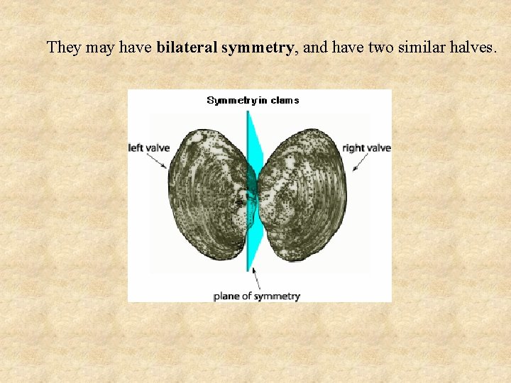 They may have bilateral symmetry, and have two similar halves. 