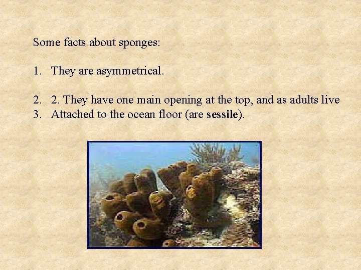 Some facts about sponges: 1. They are asymmetrical. 2. 2. They have one main