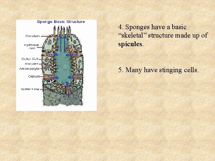 4. Sponges have a basic “skeletal” structure made up of spicules. 5. Many have