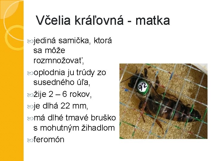 Včelia kráľovná - matka jediná samička, ktorá sa môže rozmnožovať, oplodnia ju trúdy zo