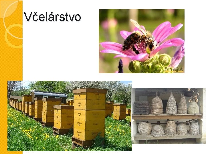 Včelárstvo 