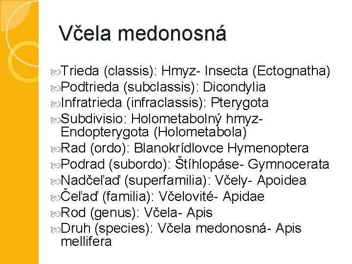 Včela medonosná Trieda (classis): Hmyz- Insecta (Ectognatha) Podtrieda (subclassis): Dicondylia Infratrieda (infraclassis): Pterygota Subdivisio: