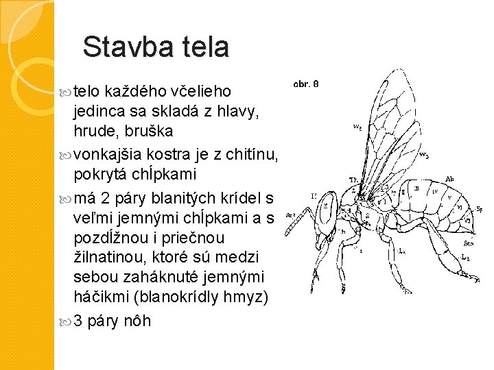 Stavba tela telo každého včelieho jedinca sa skladá z hlavy, hrude, bruška vonkajšia kostra