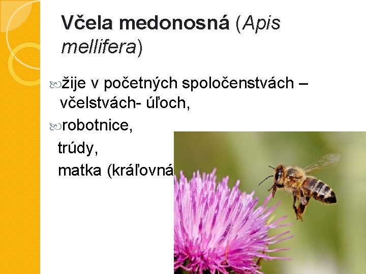 Včela medonosná (Apis mellifera) žije v početných spoločenstvách – včelstvách- úľoch, robotnice, trúdy, matka