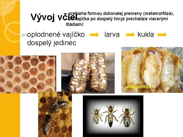 - prebieha formou dokonalej premeny (metamorfóza), - od vajíčka po dospelý hmyz prechádza viacerými