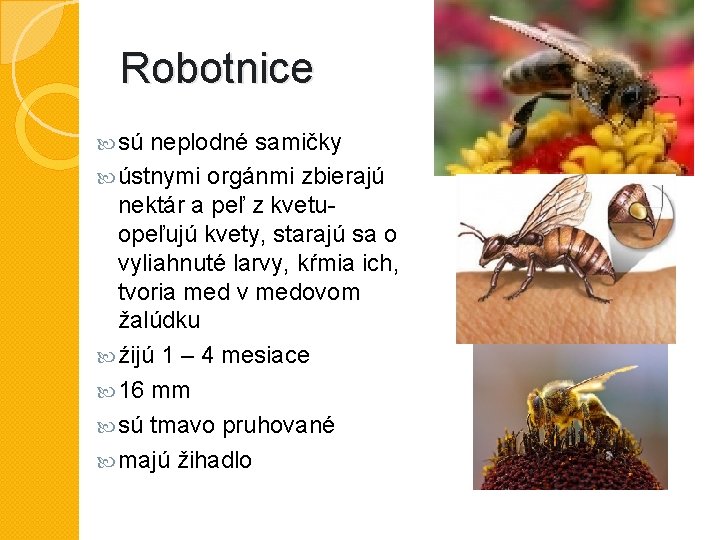 Robotnice sú neplodné samičky ústnymi orgánmi zbierajú nektár a peľ z kvetu- opeľujú kvety,