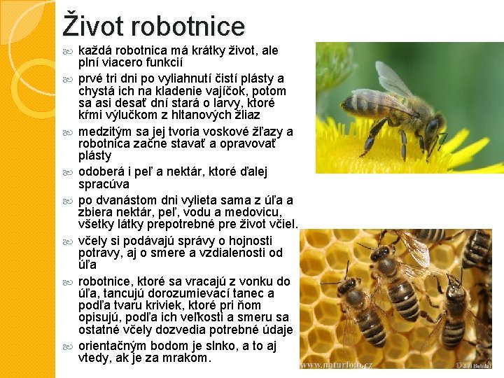 Život robotnice každá robotnica má krátky život, ale plní viacero funkcií prvé tri dni