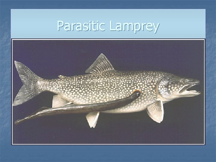 Parasitic Lamprey 