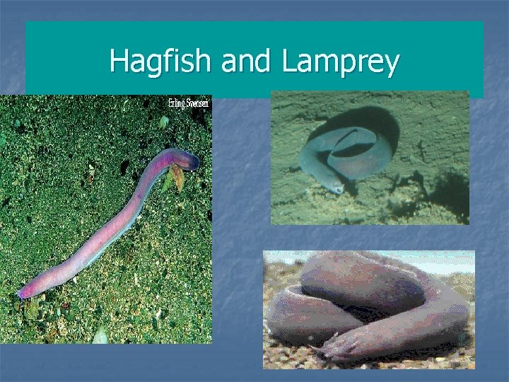 Hagfish and Lamprey 