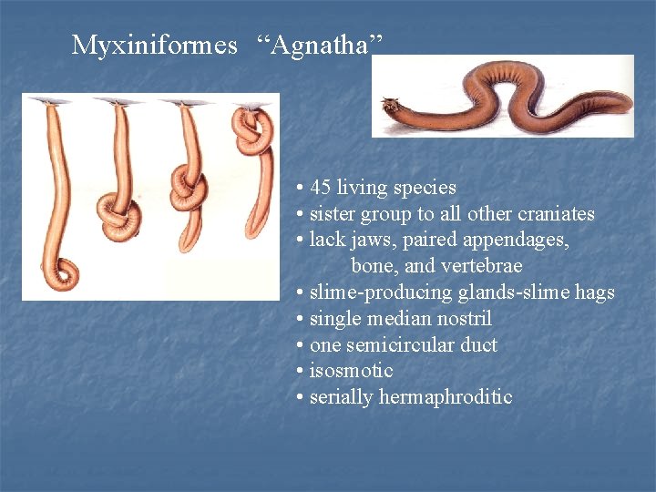 Myxiniformes “Agnatha” • 45 living species • sister group to all other craniates •