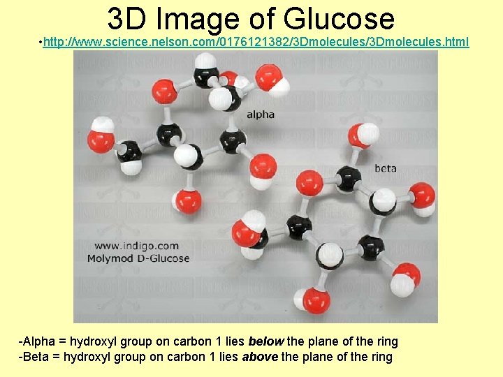 3 D Image of Glucose • http: //www. science. nelson. com/0176121382/3 Dmolecules. html -Alpha