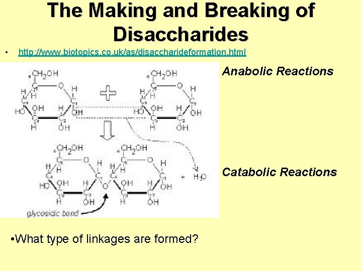 The Making and Breaking of Disaccharides • http: //www. biotopics. co. uk/as/disaccharideformation. html Anabolic