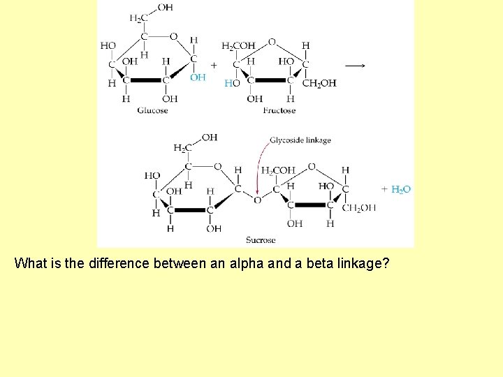 What is the difference between an alpha and a beta linkage? 