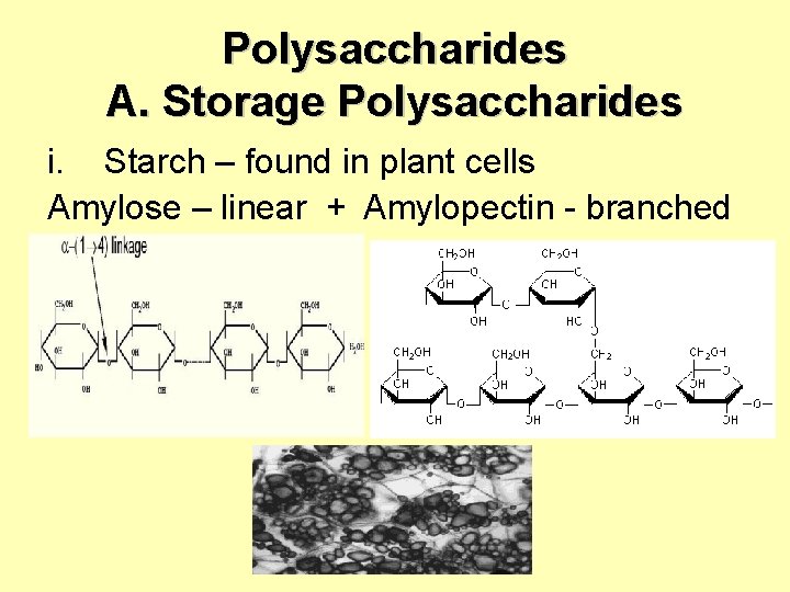 Polysaccharides A. Storage Polysaccharides i. Starch – found in plant cells Amylose – linear