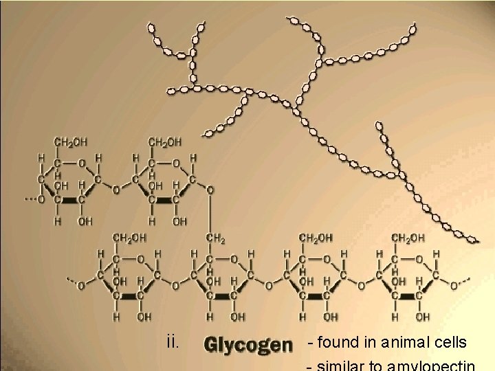 ii. - found in animal cells 