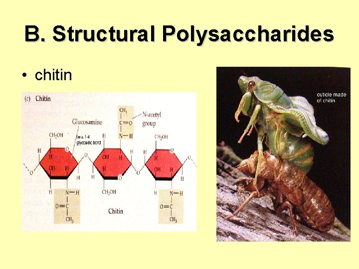 B. Structural Polysaccharides • chitin 