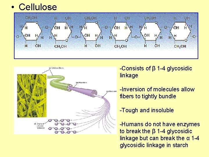  • Cellulose -Consists of β 1 -4 glycosidic linkage -Inversion of molecules allow