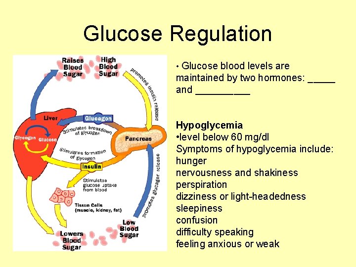 Glucose Regulation • Glucose blood levels are maintained by two hormones: _____ and _____